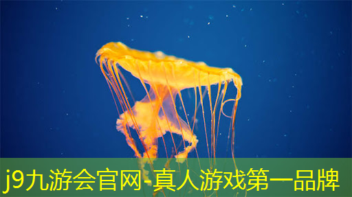 国王游戏抽牌程序入口